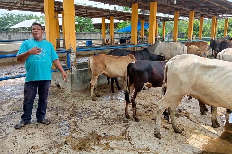 Taufik Hidayat Daulay menunjukkan ternak sapinya yang terkena PMK dan kini sudah dalam tahap pemulihan di Dusun XXII, Desa Pondok Rowo, Kecamatan Sampali, Deli Serdang. Dia mengaku menghabiskan Rp 15 juta untuk obat dan vitamin.