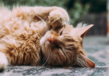 Ciri-Ciri Kucing Ras Murni dan Perbedaannya dengan Kucing Domestik