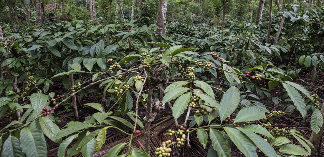 Suasana perkebunan kopi di Desa Gombengsari, Banyuwangi, Jawa Timur, Jumat (22/6/2018). Kopi Gombengsari yang dikenal dengan kopi robusta berkualitas terbaik memiliki ciri aroma khas buah kelapa dan cara memasaknya yang berbeda yaitu menyangrai dengan kuali tanah liat dan menumbuk biji kopi dengan kayu hingga jadi bubuk.