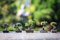 6 Tips Menyiram Tanaman Bonsai agar Tidak Layu dan Tumbuh Subur