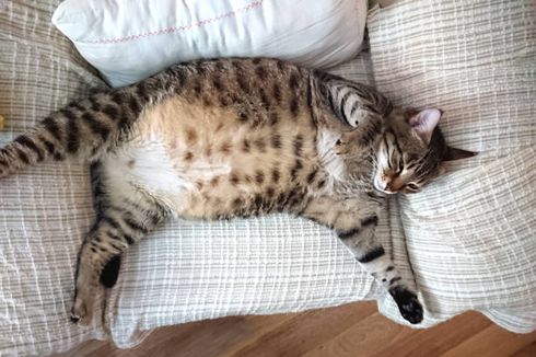 10 Penyebab Obesitas pada Kucing yang Perlu Diwaspadai, Apa Saja?