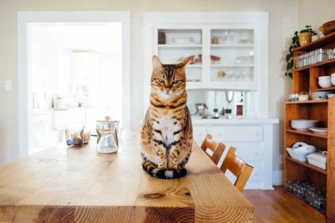 Hentikan Kebiasaan Kucing Melompat ke Meja Makan, Begini Caranya