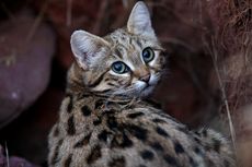 Black-footed Cat, Kucing Kecil yang Lebih Mematikan daripada Singa