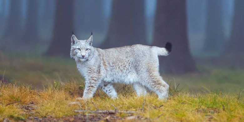 Ciri dan karakteristik Lynx.