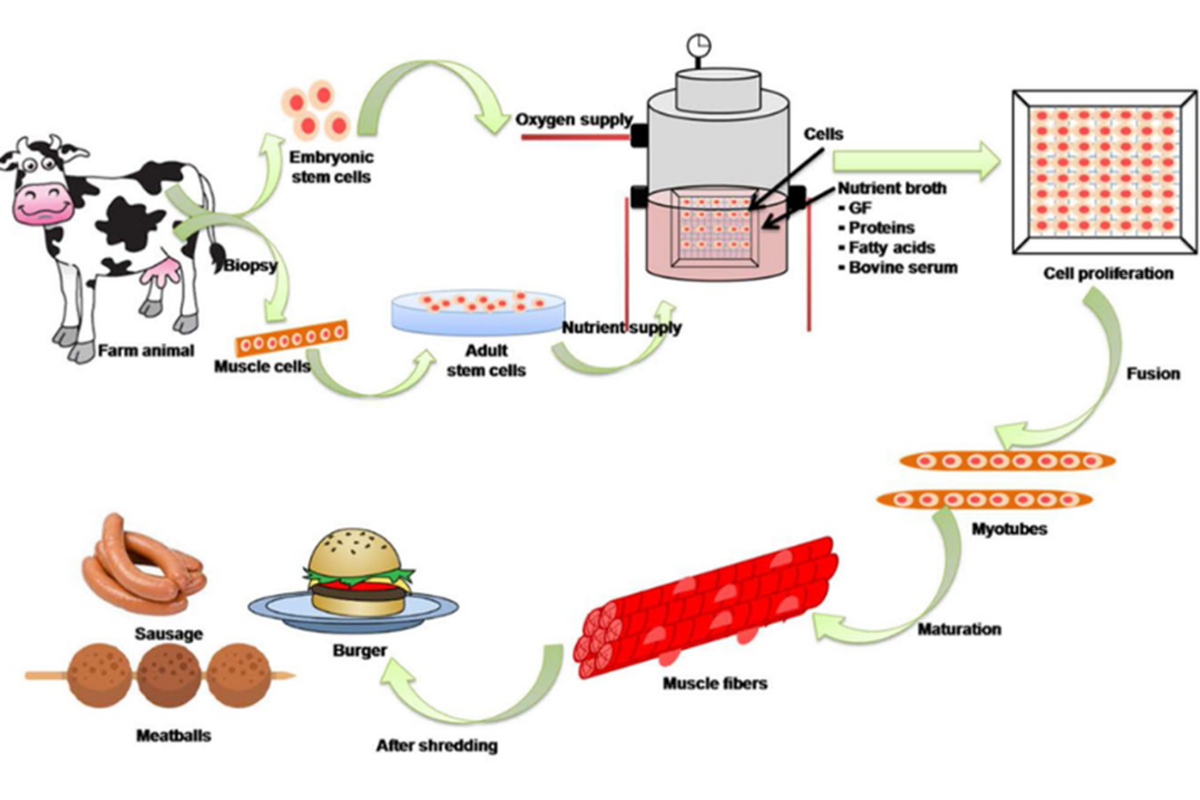 Sekilas tentang visualisasi penggunaan bioreaktor untuk memproduksi daging in vitro. 
