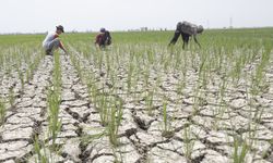 Perkuat Perekonomian, Kementan dan Indef Ajak Ekonom dan Akademisi Bangun Sektor Pertanian