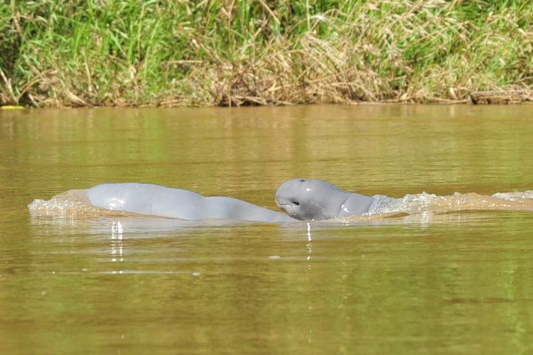 Pesut makaham tertangkap kamera saat berada di perairan Sungai Mahakam, Kalimantan Timur. 