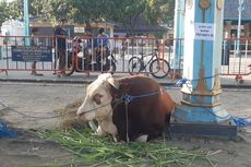 Presiden Jokowi Kembali Berkurban Sapi di Masjid Agung Solo, Bobotnya 1,8 Ton, Jenis Simental