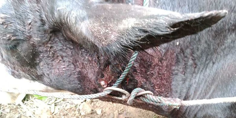 Lembu ini mengalami luka gigitan di bagian lehernya kemudian disembelih saat sekarat. Dua ekor lembu di Desa Mardinding, Kecamatan Tiganderket, Kabupaten Karo mengalami luka parah diduga akibat diterkam harimau sumatera (Panthera tigris sumatrae).