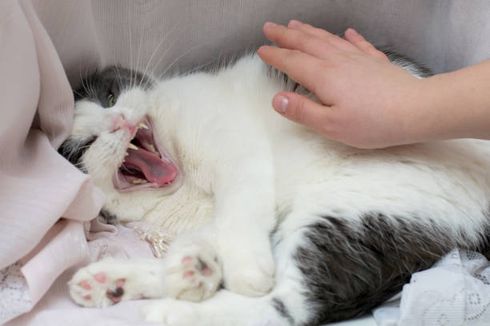 Waspada, Berikut 5 Faktor yang Menyebabkan Kucing Menjadi Agresif