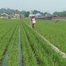 Petani di Jawa Timur Rasakan Banyak Manfaat dari Kartu Tani