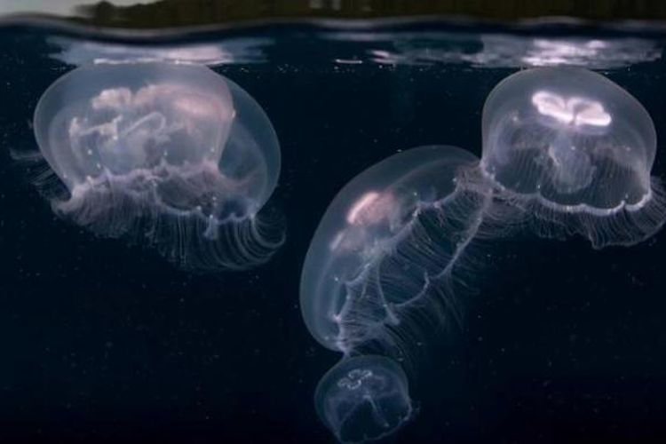 Ubur-ubur bulan (Aurelia aurita) di perairan Pulau Misool, Raja Ampat, Papua Barat.