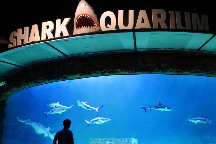 Shark Aquarium di Sea World Ancol.