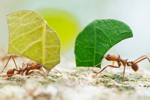 Bukti Baru, Semut Berkomunikasi Lewat Aroma yang Tak Diproduksi Tubuh