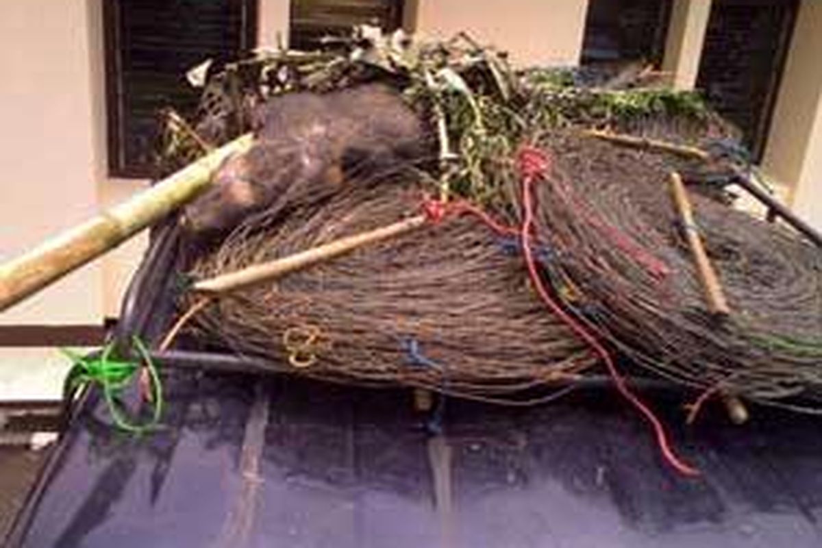 Seekor babi hutan jantan dan porong (jaring dari sling baja), barang bukti yang disita aparat Polisi Hutan Balai Besar Taman Nasional Gunung Gede Pangrango (TNGGP) dari 10 orang tersangka pemburu babi. Babi hutan itu akhirnya mati, karena tetap terikat di atap mobil tersangka sejak mereka dijegat aparat Polhut pada Minggu (8/11) sore sampai diperiksa penyidik di Polsek Ciawi Senin (9/11) siang.