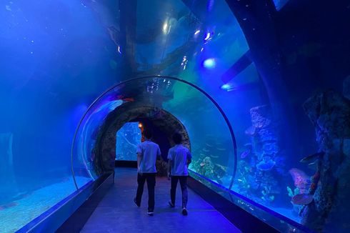 Keliling Akuarium Indoor Pertama di Tangerang Selatan, Ada 25.000 Biota Laut