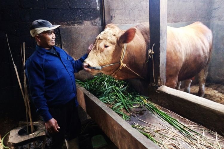 Tidur di Kandang demi Jaga Sapi Presiden, Ini Kisah Edy
