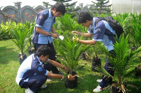 Beasiswa Sawit Indonesia, Kuliah Gratis dan Magang di Perkebunan Besar