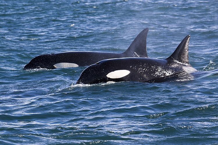 Orca Itu Paus atau Lumba-lumba? Berikut Penjelasan Ahli BRIN