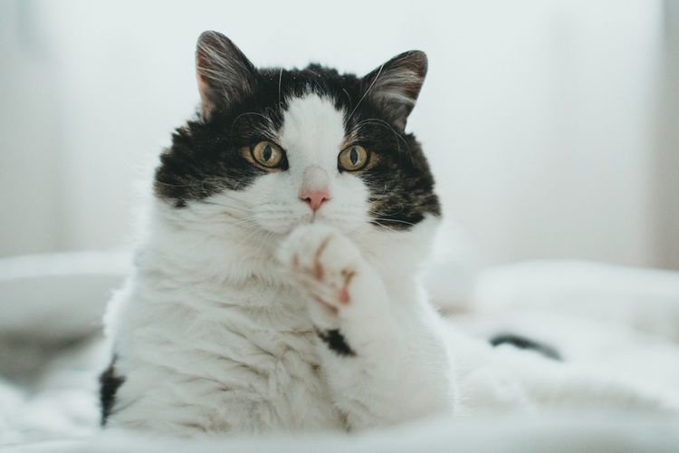 Wajah kucing yang selalu datar tanpa emosi adalah salah satu faktor yang membuat kucing dinilai psikopat.