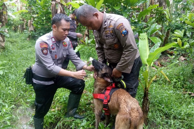 Jajaran Polres Malang terjunkan anjing pelacak untuk memburu terduga pembunuh Sukarni (30) warga Desa Lebakharjo, Kecamatan Ampelgading, Kabupaten Malang