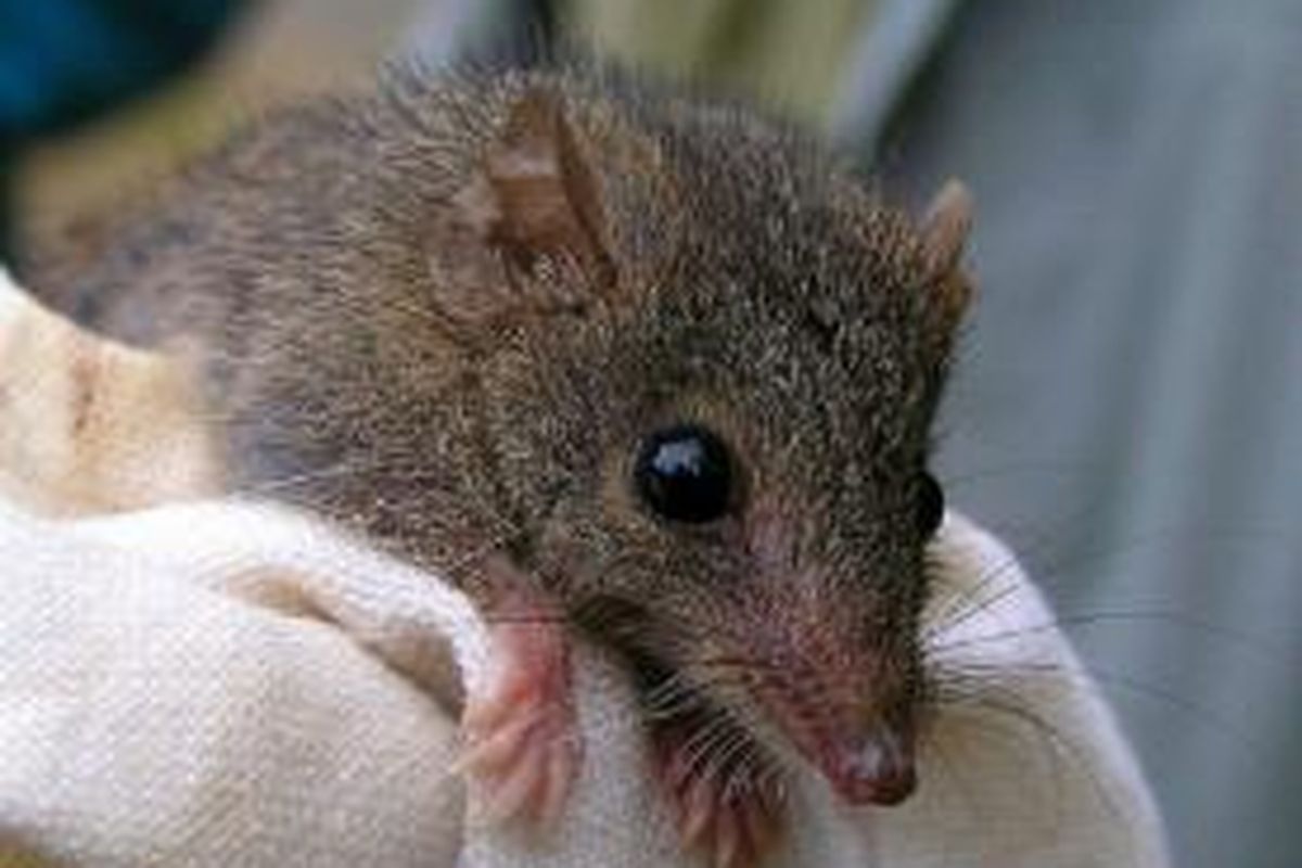 Antechinus