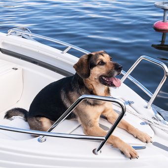 Ilustrasi anjing naik kapal.