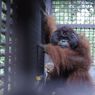 Kisah Mungky dan Dodo Kembali ke Borneo, Siap Sambut Hidup Baru di IKN