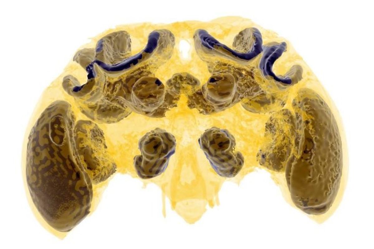 Micro-CT pada otak lebah