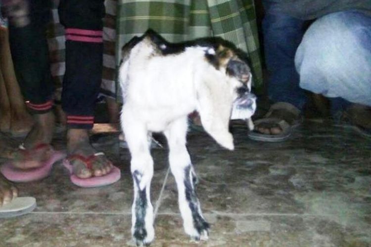 Anak kambing tersebut terlahir hanya dengan satu mata dari perut induknya. Mata kambing itut berada tepat diatas dahinya. Sementara mulut, dagu, dan hidungnya menyerupai manusia.