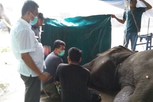 Kronologi Kematian Gajah Yanti di Taman Rimba Jambi, Sulit Makan hingga 2 Dugaan Penyebabnya