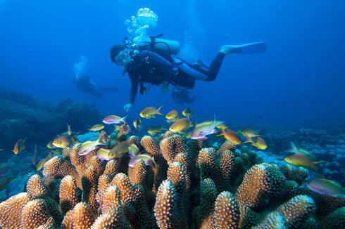 Indonesia Urges G20 Countries to Support Coral Reef Restoration