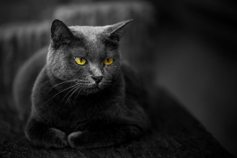 Mitos Kucing Hitam, Mengapa Dianggap Bawa Nasib Buruk?