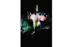 Mengenal Bunga Bangkai Amorphophallus titanum yang Mekar di Kebun Raya Bogor...
