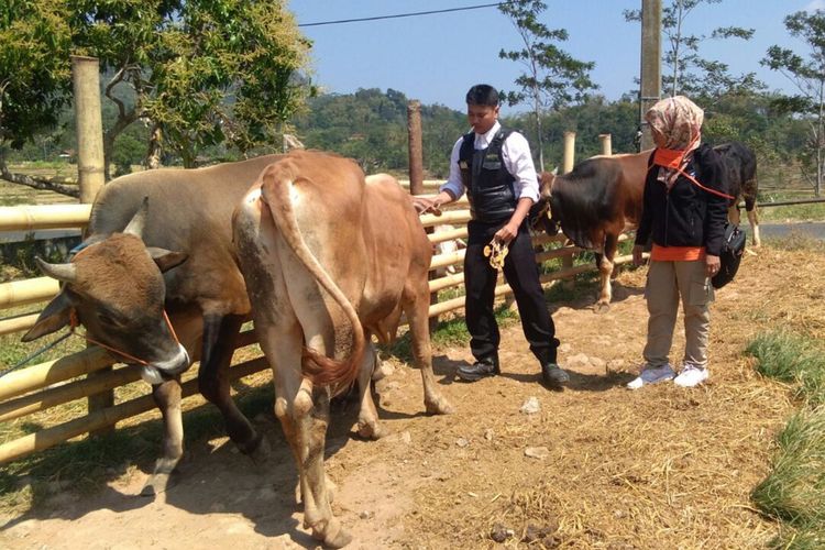 Peternak sapi di Sumedang, Jawa Barat tengah memeriksa kesehatan hewan ternak sapi dalam mengantisipasi penyebaran wabah PMK, Selasa (17/5/2022). AAM AMINULLAH/KOMPAS.com