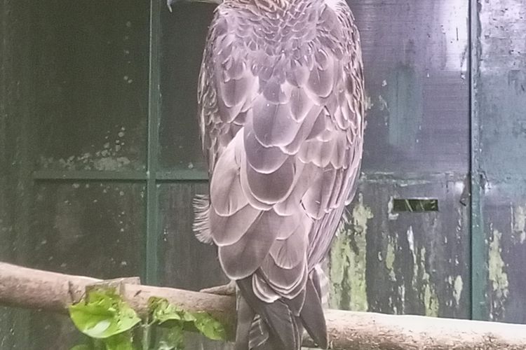 Kegiatan voluntrip yang diadakan KitaBisa ke lokasi penangkaran elang di Pusat Suaka Satwa Elang Jawa (PSSEJ), Desa Pasirjaya, Kecamatan Cigombong, Kabupaten Bogor, Jawa Barat, Minggu (19/2/2023). Voluntrip ini diikuti oleh puluhan peserta dari berbagai latar belakang pendidikan dan pekerjaan. Mereka diajak terjun ke lapangan memberi bantuan atau berdonasi sekaligus menjadi relawan konservator dalam sehari yang dipandu oleh ahlinya.