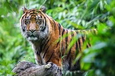 Dinyatakan Punah, Apakah Ada Kemungkinan Harimau Jawa Masih Hidup?