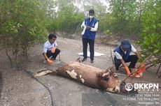 Dugong dan Lumba-Lumba Terdampar dan Mati di Pantai Desa Pariti Kupang