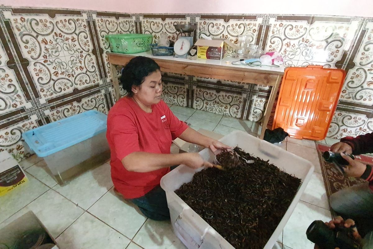 Marsini Menunjukkan Belalang Goreng, Produksinya di Rumahnya Semanu, Gunungkidul Minggu (24/4/2022)