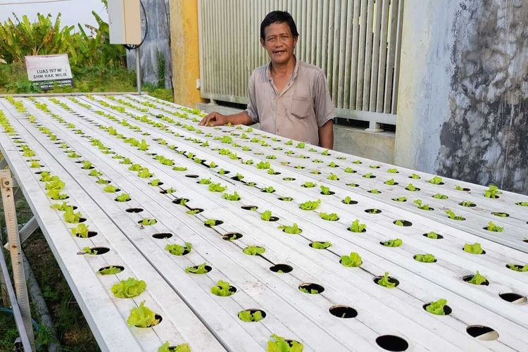 Menyemai Cuan di Lahan Sempit, Kisah Cak Ateng Jombang Bertanam Sayur Hidroponik