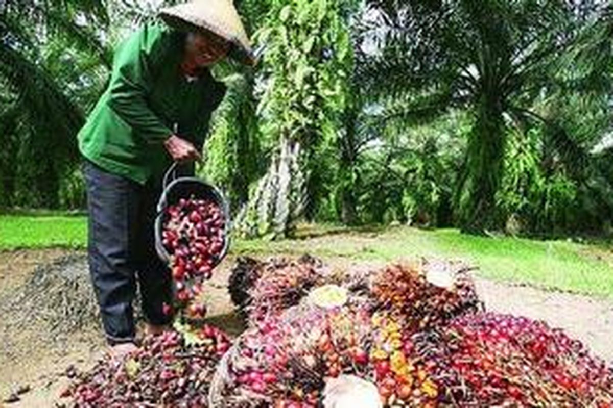 Ilustrasi panen sawit