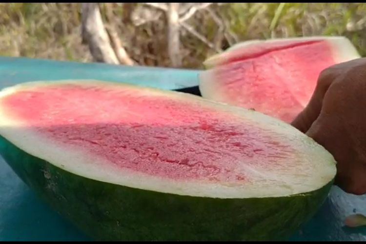 Buah semangka inul hasil panen di lokasi wisata kebun semangka Ponpes Attauhid Ogan Ilir terlihat segar dan manis usai dibelah.