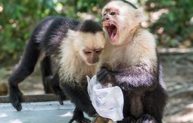 Ikuti Langkah Manusia, Sekelompok Monyet Panama Masuki Zaman Batu