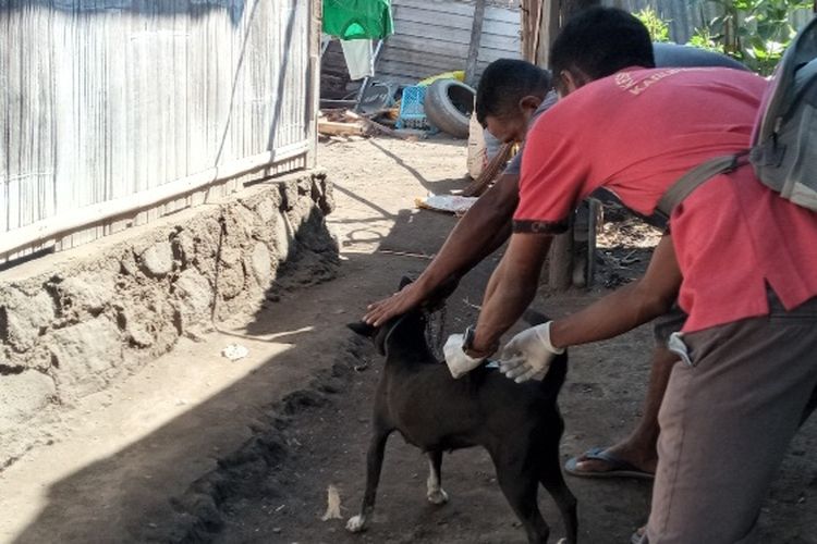 Petugas sedang melakukan vaksinasi di wilayah Kelurahan Waioti, Kabupaten Sikka, Selasa (16/5/2023).