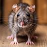 5 Tanda Ada Tikus di Dalam Dinding dan Cara Mengusirnya