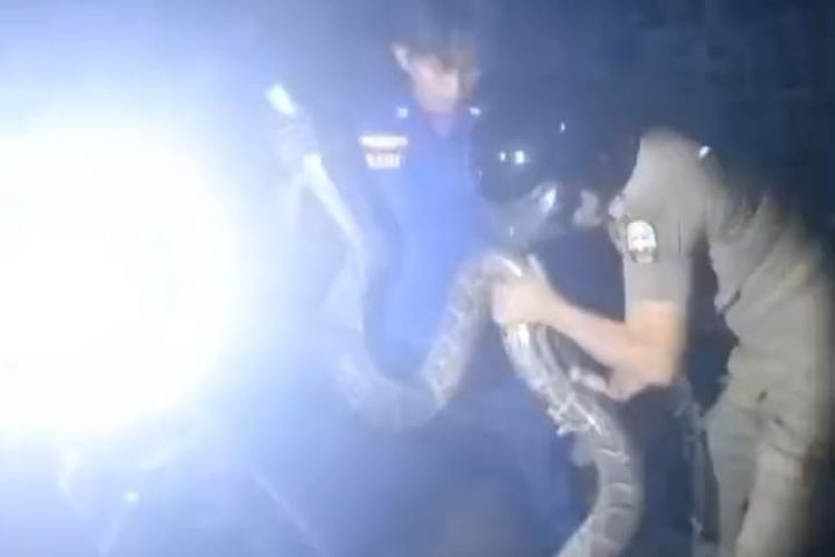Warga Situbondo Temukan Ular Piton 3 Meter, Damkar Evakuasi