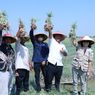 IPB Kembangkan Kebun Inovasi Bawang Merah di Demak Jateng, Produktivitas Naik 30 Persen