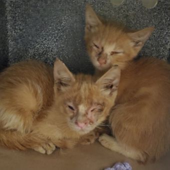 150 kucing ditemukan sakit dan terinfeksi oleh Toronto Cat Rescue, Kanada.
