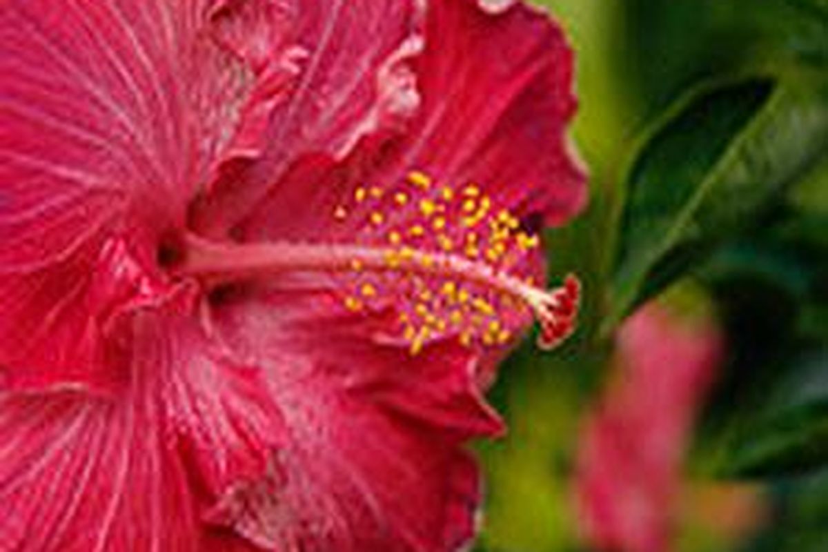 Bunga hibiscus mengandung zat besi, vitamin A dan C, kalsium, serta serat