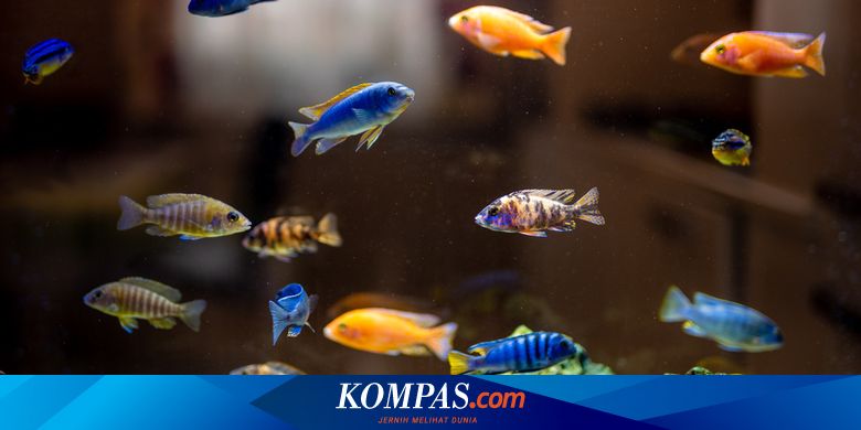 7 Tips Merawat Ikan Hias Ala Akademisi Ipb Halaman All Kompas Com